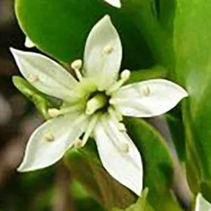 thumbnail for publication: Lumnitzera racemosa, White-Flowered Black Mangrove